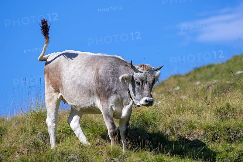 Tyrolean grey cattle
