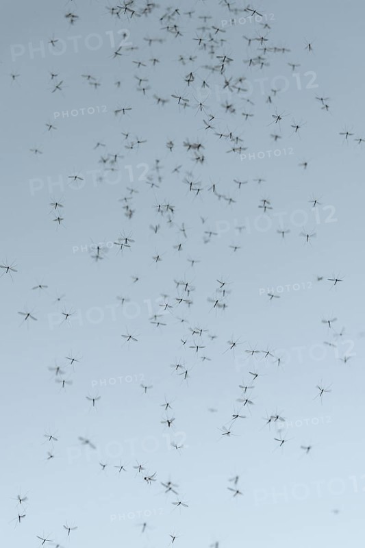 Mosquito swarm (Culicidae)