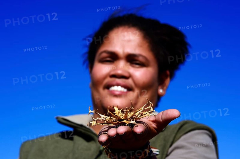 Ranger of the !Xaus Lodge shows a devil's claw (Harpagophytum procumbens)