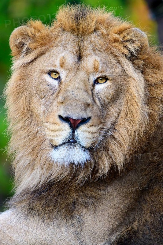 Asiatic Lion (Panthera leo persica)