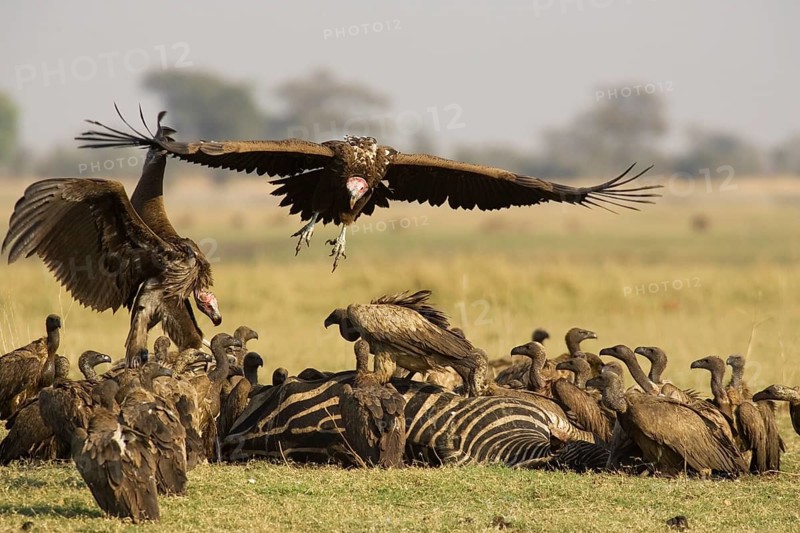 Lappet-faced Vulture (Torgos tracheliotus)