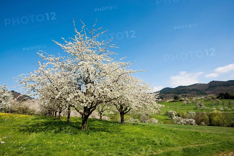 Flowering orchard meadows