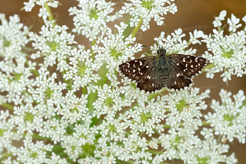 Grizzled Skipper (Pyrgus malvae)