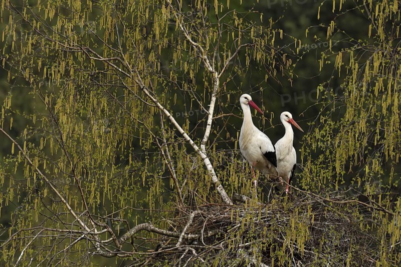White storks (Ciconia ciconia)