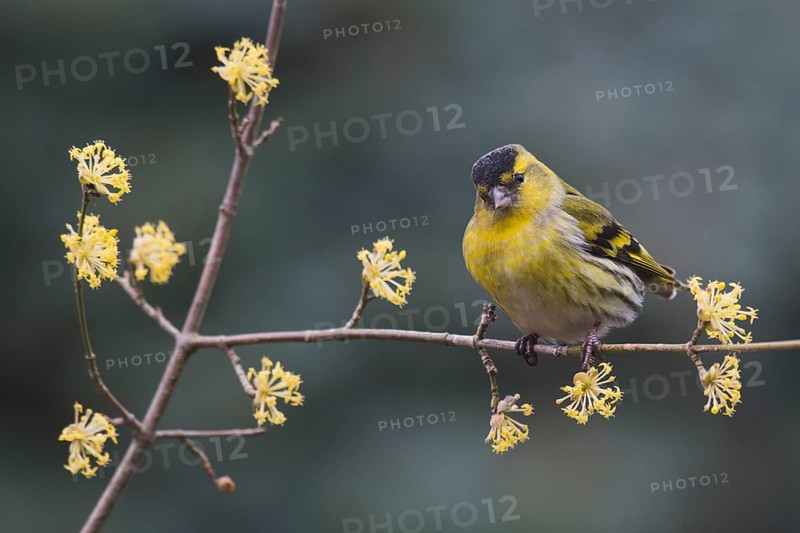 Eurasian siskin (Carduelis spinus)