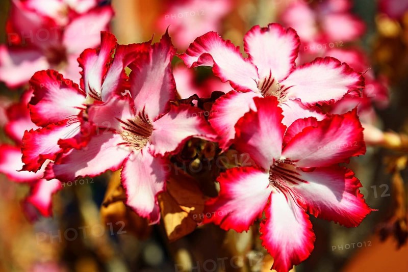 Desert rose (Adenium obesum)