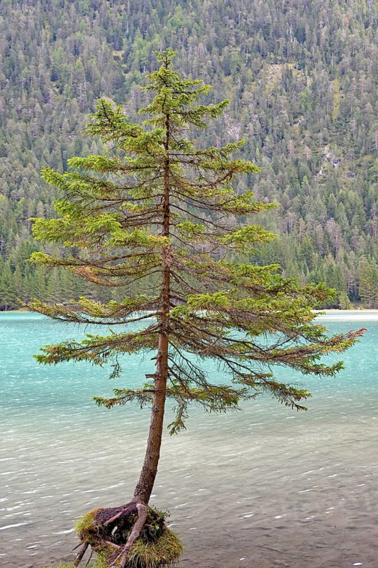 Spruce (Picea) on the shore of Lake Dobbiaco