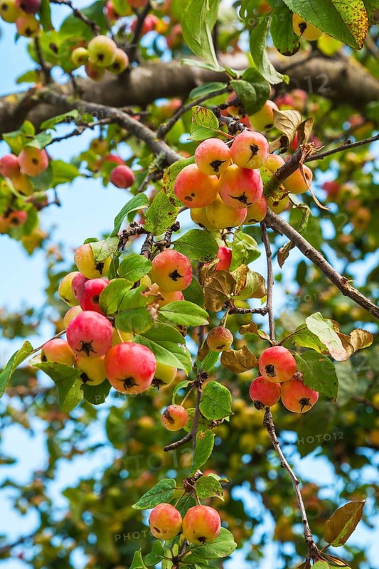 European Wild Pear (Pyrus pyraster) on tree