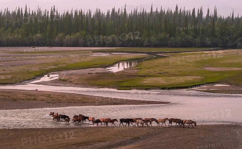 Flock of wild horses crossing the riverbed of Tuul river