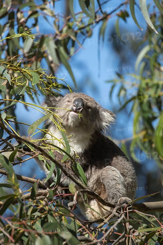 Koala (Phascolarctos cinereus) adult animal feeding in a Eucalyptus tree