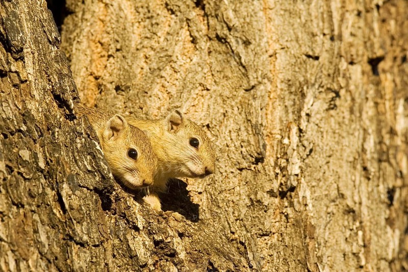 Tree Squirrel (Paraxerus cepapi)