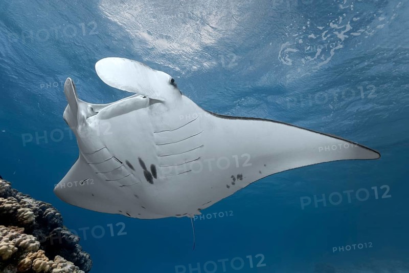 Reef manta ray (Manta alfredi)