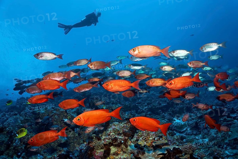 Diver watches swarm Common Bigeyes (Priacanthus hamrur)