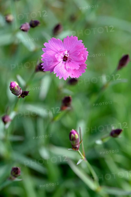 Wood pink (Dianthus sylvestris)