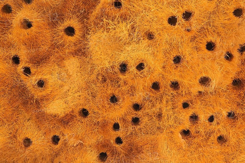 Detail of a communal nest of Sociable Weavers (Philetairus socius) with its numerous chambers
