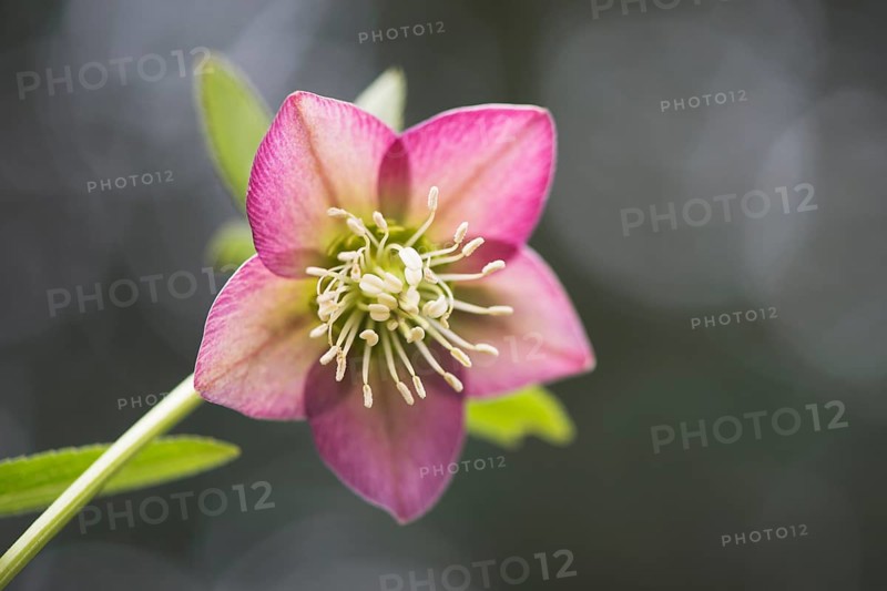 Rosy lenten roses (Helleborus orientalis)