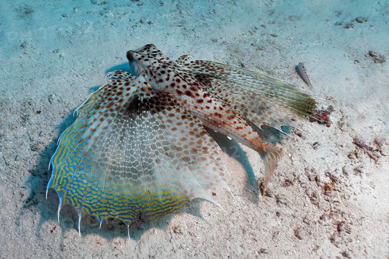 Oriental flying gurnard (Dactyloptena orientalis) with extended fins at the sandy bottom