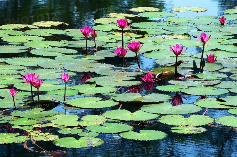 Lotus flowers (Nelumbo)