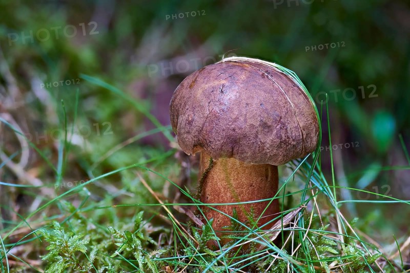 Dotted stem bolete (Neoboletus erythropus)
