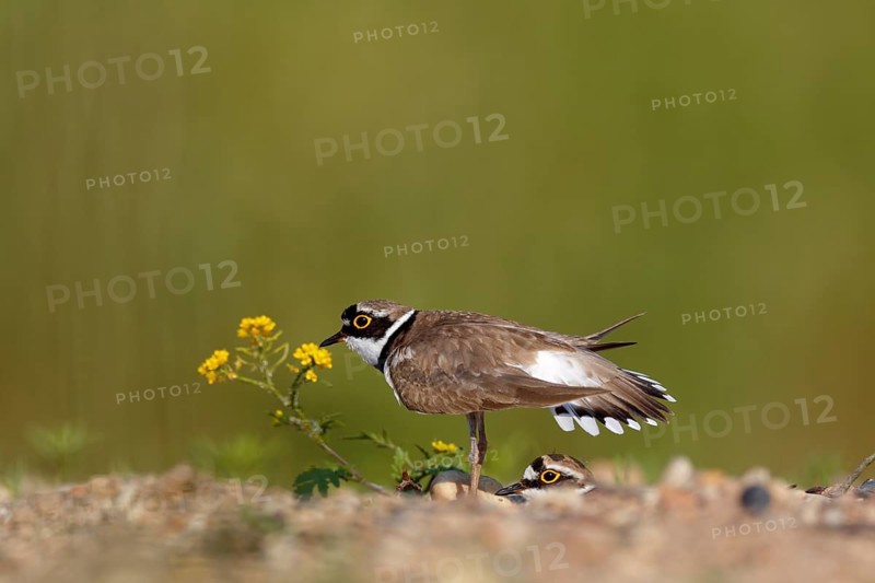 Little ringed plover (Charadrius dubius)