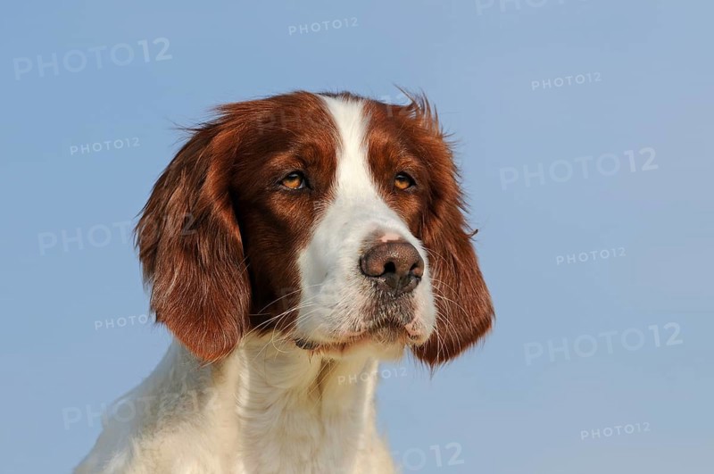 Irish Red and White Setter