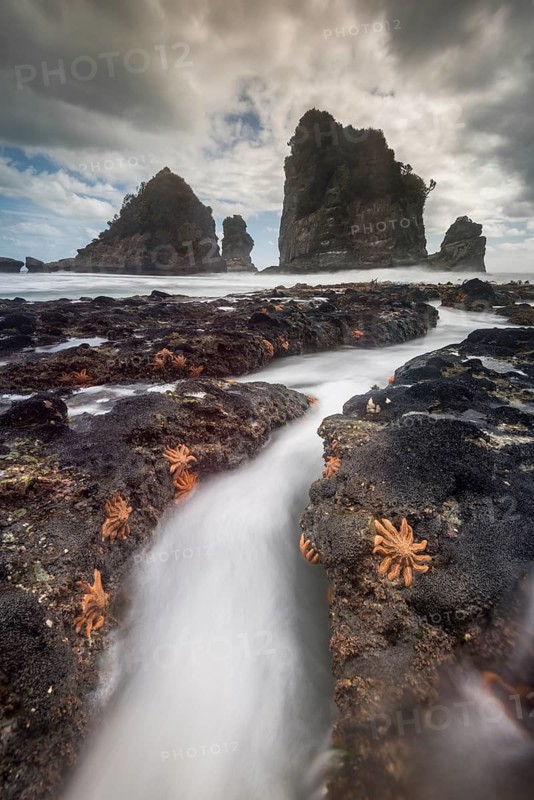 Starfishes on rocky coast