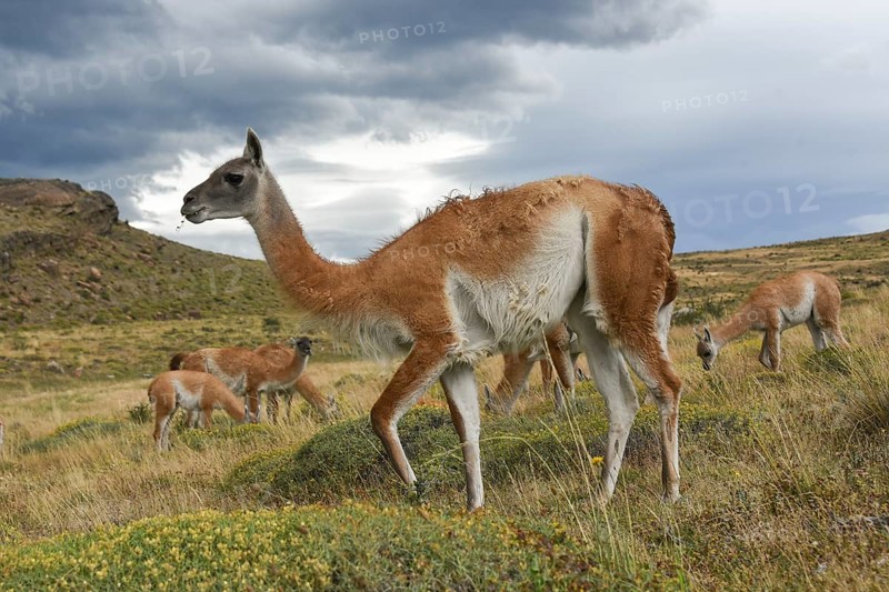 Guanacos (Lama guanicoe) after rain