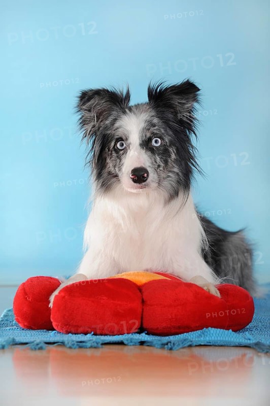 Border collie