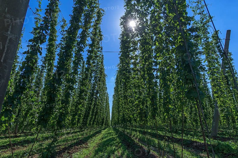 Hop growing (Humulus lupulus) with sun in backlight
