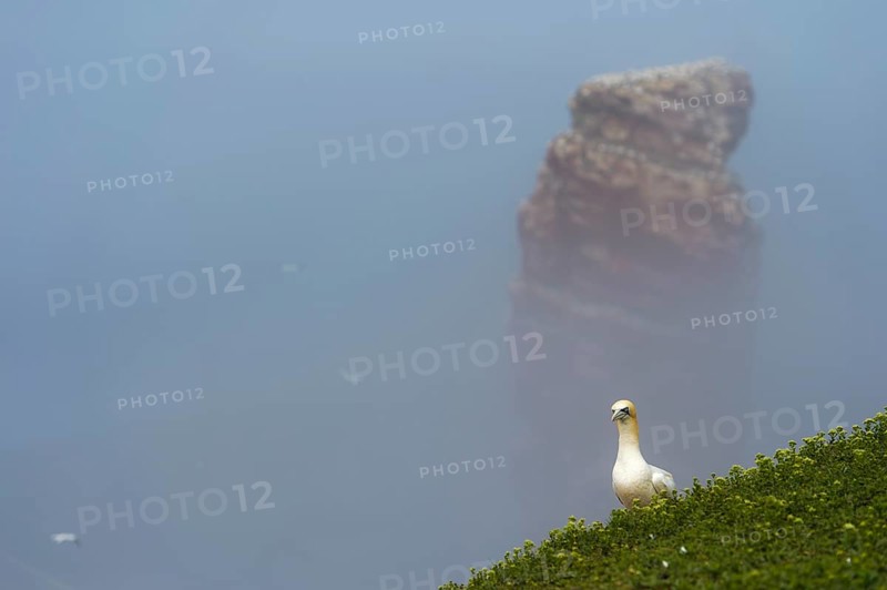 Northern gannet (Morus bassanus)