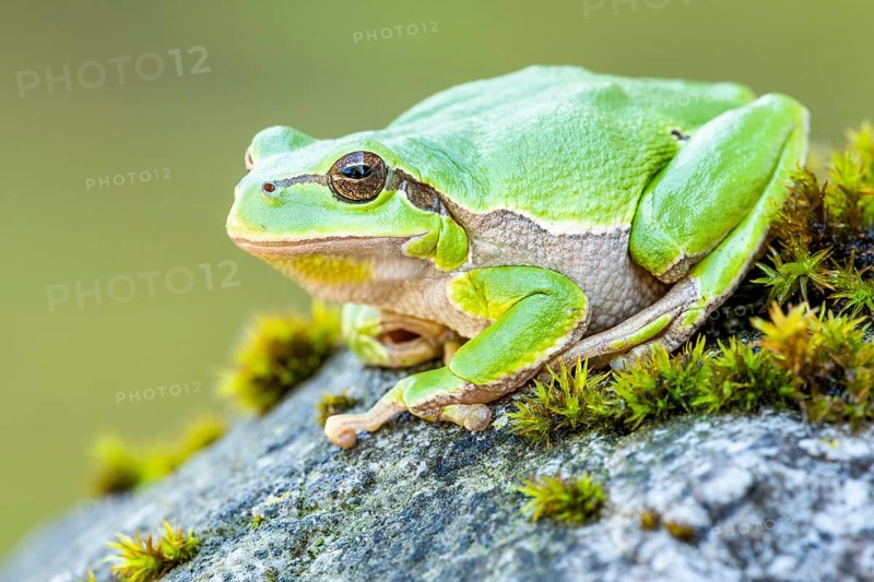 European tree frog (Hyla arborea)