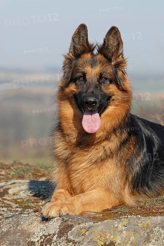 Old German shepherd dog