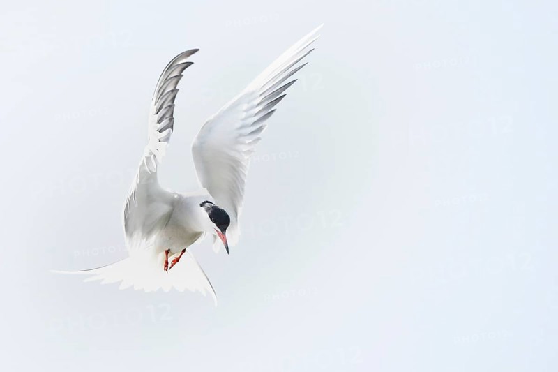 Common tern (Sterna hirundo) hunting in the shaking flight