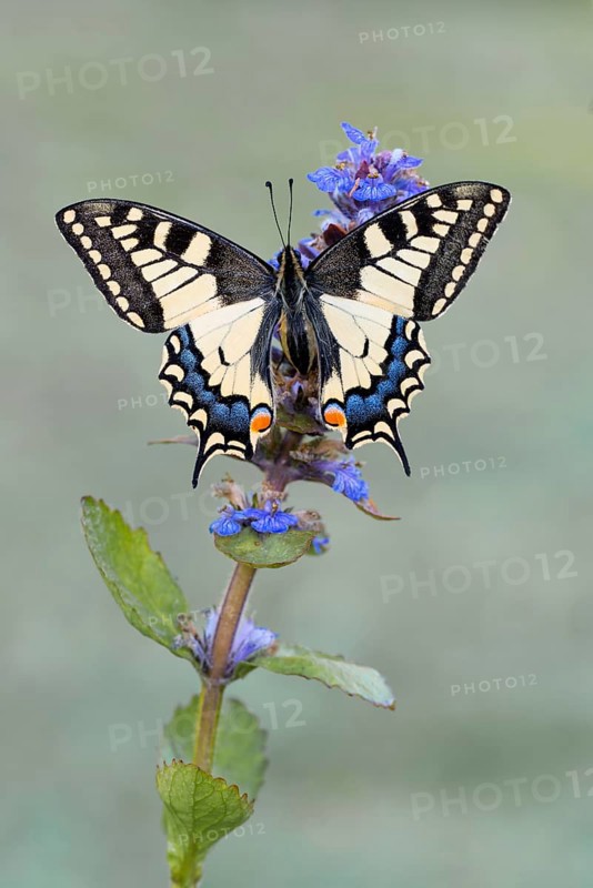 Swallowtail (Papilio machaon) to Carpet bugle (Ajuga)