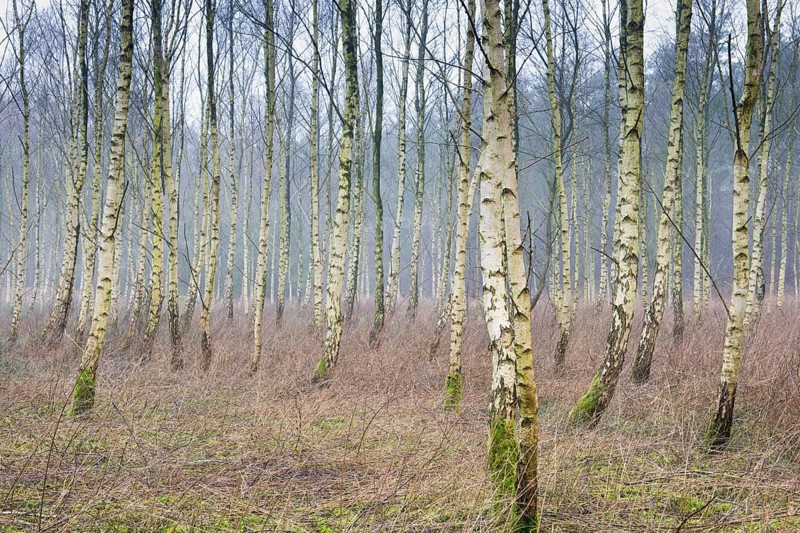 Beech forest (Betula pendula)
