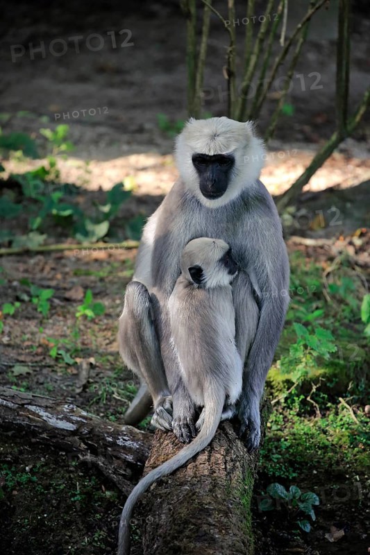 Northern plains gray langur (Semnopithecus entellus)
