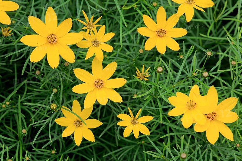 Whorled-leaved tickseed (Coreopsis verticillata)