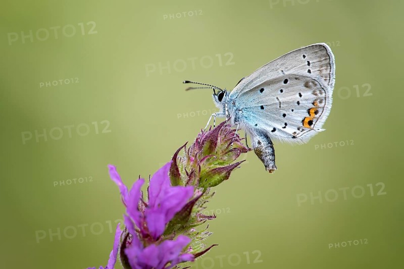 Short-tailed blue Cupid (Cupido argiades)
