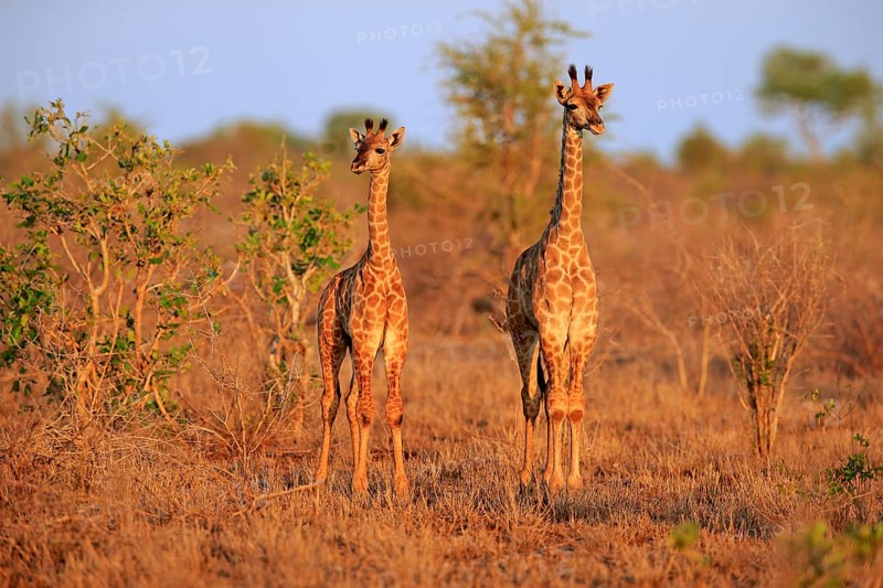 Southern giraffes (Giraffa camelopardalis giraffa)