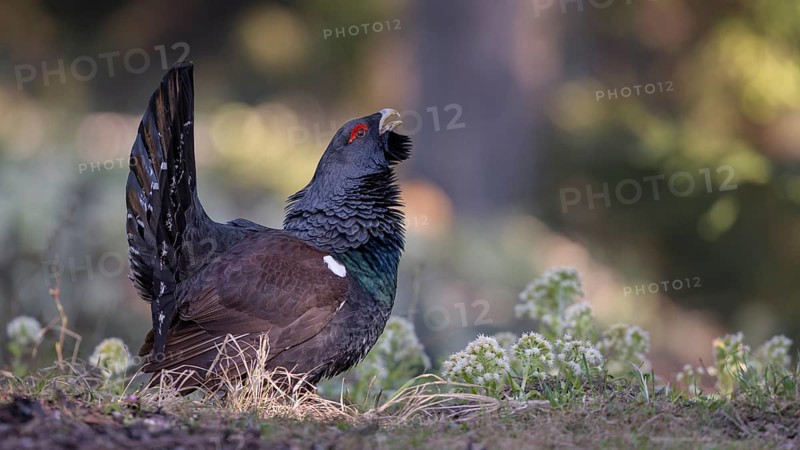 Western capercaillie (Tetrao urogallus)