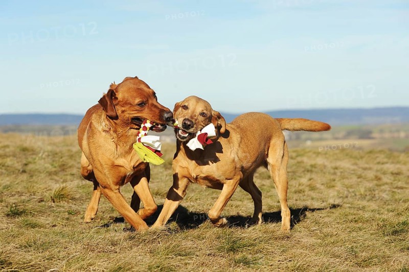Labrador Retriever