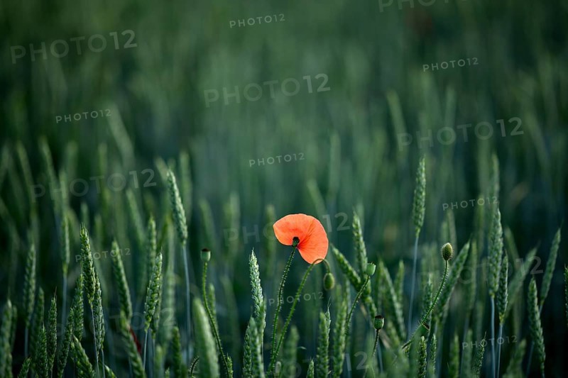Corn poppy (Papaver rhoeas) in Weizenfeld