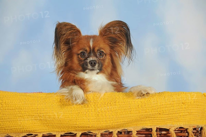 Papillon