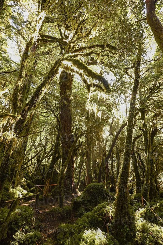 El Bosque Encantado