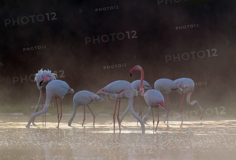 Greater Flamingo (Phoenicopterus roseus)