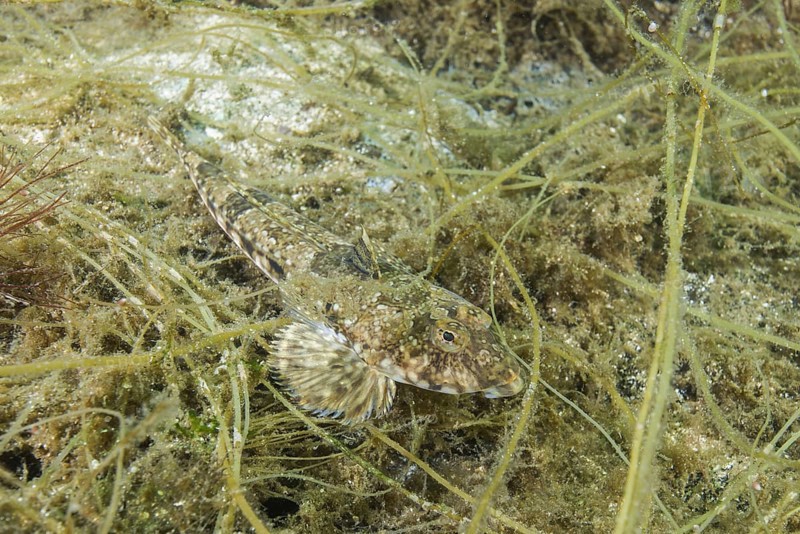 Female Reticulated Dragonet (Callionymus reticulatus) lies on the seaweed