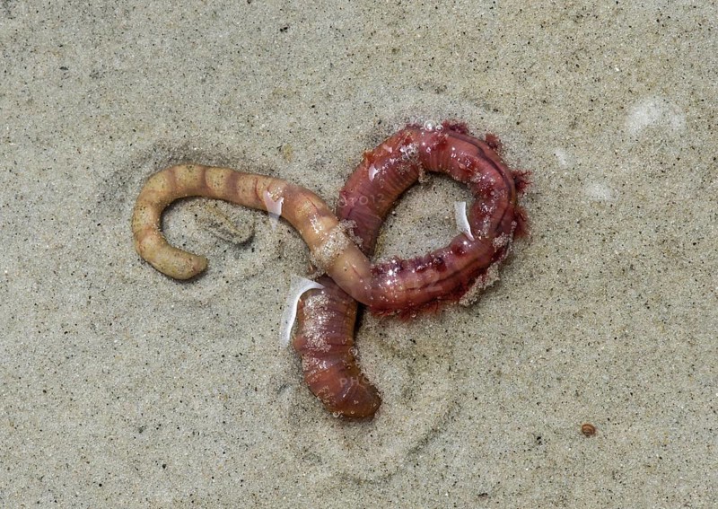 Lugworm (Arenicola marina)