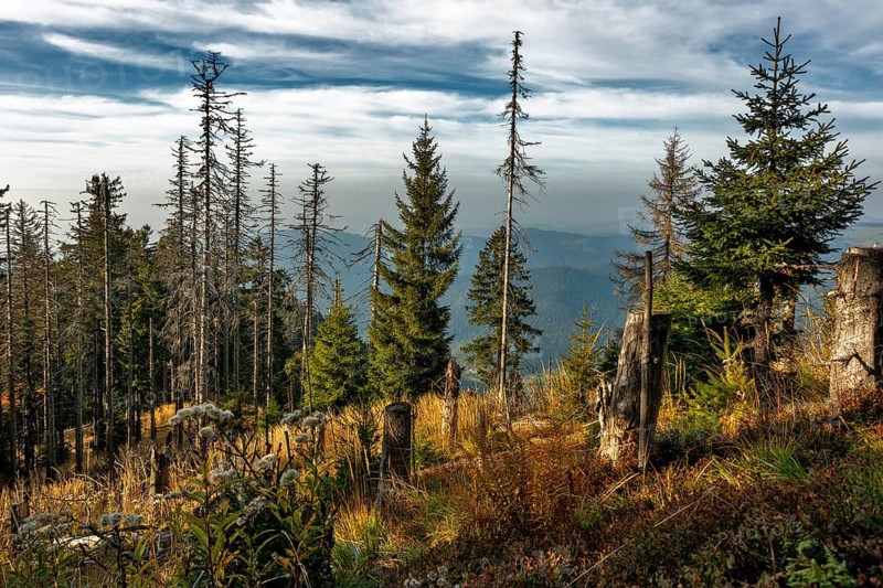 Dead Spruces (Picea)