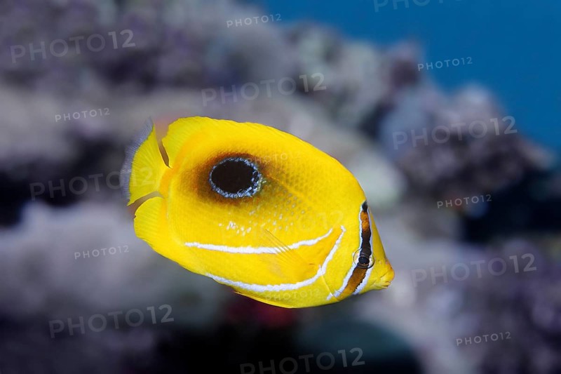 Mirror butterflyfish (Chaetodon speculum)
