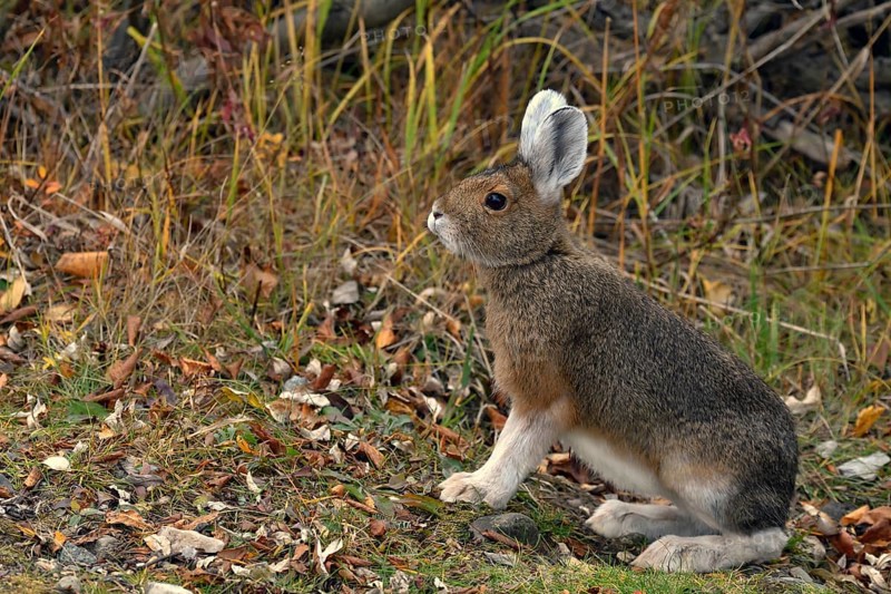 Snowshoe hare (Lepus americanus) in summer fur